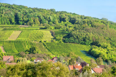 Le vignoble Alsacien à Molsheim